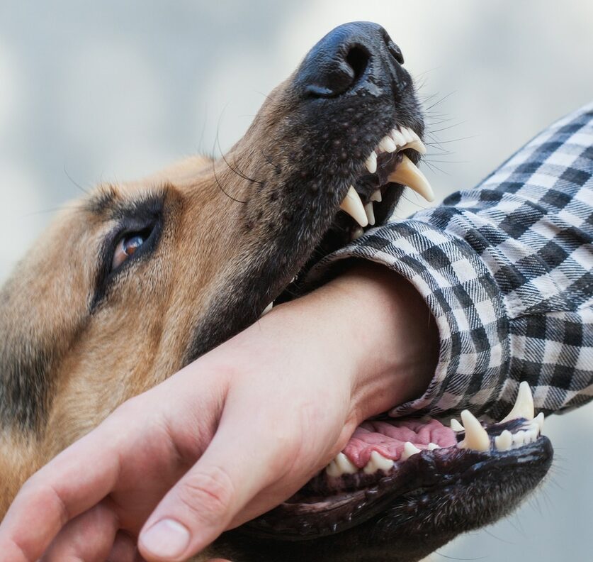 One German shepherd bites a man by the hand.