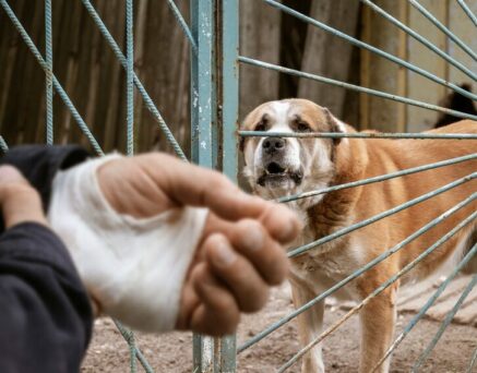 Bandaged human hand after dog bite